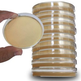 iplusmile Agar Plates Prepoured R2A Agar Plates with Disposable Vacuum Packaging Science Experiment Petri Dishes Media for Growing (Pack of 10)