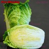 Treevale Napa cabbage, Kimchi cabbage, Chinese Cabbage, Dàbáicài seeds |