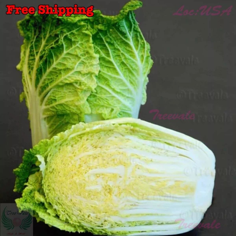 Treevale Napa cabbage, Kimchi cabbage, Chinese Cabbage, Dàbáicài seeds |