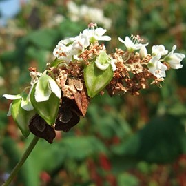 Palm Beach Medicinal Herbs - Buckwheat (Fagopyrum esculentum) - Packet of 100 Seeds