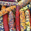 Little Seed Store 50+ORNAMENTAL RAINBOW INDIAN CORN Seeds Native Heirloom