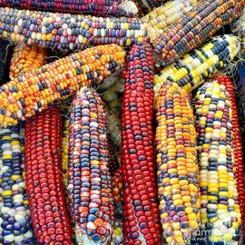 Little Seed Store 50+ORNAMENTAL RAINBOW INDIAN CORN Seeds Native Heirloom Summer Fall Garden Easy