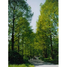 My Seeds Dawn Redwood {Metasequoia glyptostroboid