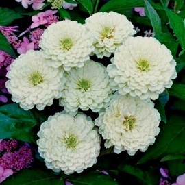 Little Seed Store 125+WHITE ZINNIA Flower Seeds Summer Flowering Annual Cut Flowers Garden Easy