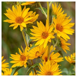 Everwilde Farms - 1/4 Lb Maximilian's Sunflower Native Wildflower Seeds - Gold Vault