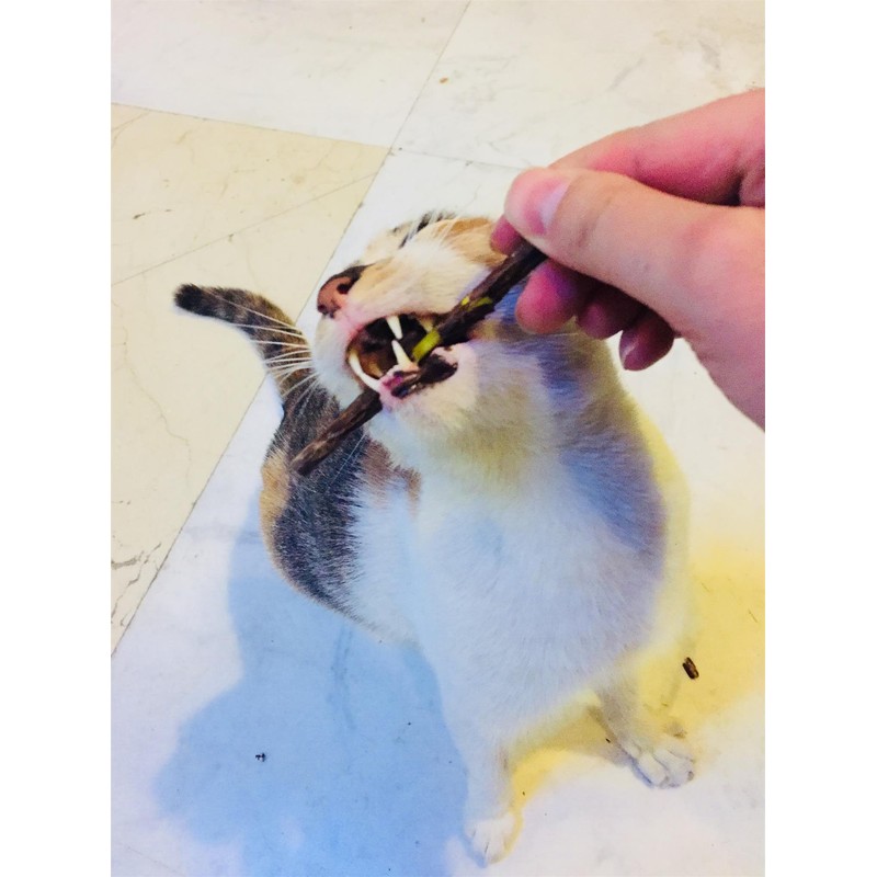 CXP Good Goods Silvervine Sticks Cat Toys,Natural Matatabi Catnip Chew