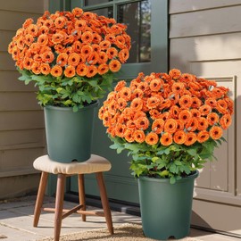 8 Bundles 17" Artificial Flowers for Outdoor Fall Decoration,Fake Silk Daisy Bouquet Faux Plants UV Resistant for Front Door Planter Outside Home Garden Yard Porch Thanksgiving Autumn Decor (Orange)
