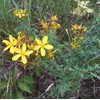 St. John's Wort Seeds (Hypericum perforatum) Packet of 200 Seeds
