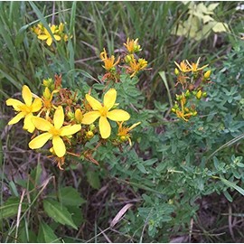 St. John's Wort Seeds (Hypericum perforatum) Packet of 200 Seeds