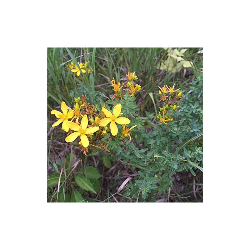 St. John's Wort Seeds (Hypericum perforatum) Packet of 200 Seeds