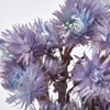 Daichi Noen DO032000-642 Silver Daisy, Blue, Purple, Dried Flowers, Color