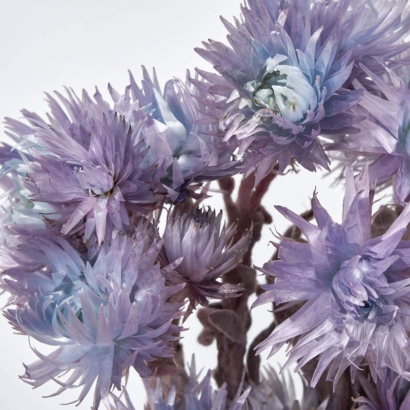 Daichi Noen DO032000-642 Silver Daisy, Blue, Purple, Dried Flowers, Color
