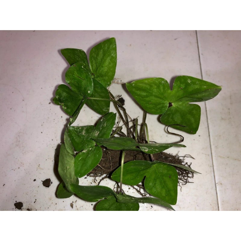 Pretty Little Orchids (3) Sharped-Lobed Hepatica (Hepatica Acutrloba)