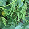 TomorrowSeeds Adzuki Red Bean Seeds |Azuki Aduki Mung Cowpea Edamame