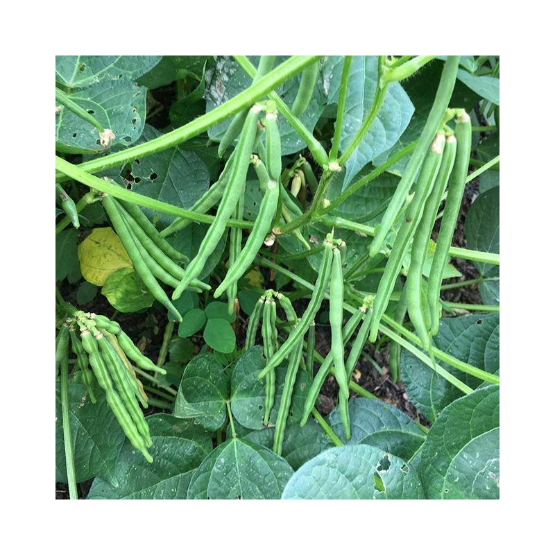 TomorrowSeeds Adzuki Red Bean Seeds |Azuki Aduki Mung Cowpea Edamame