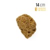 PENNELLIFICIO 2000 Natural Mediterranean Sea Sponge for Decorative Effects Wall
