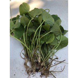 Pennywort 12 Pennywort Gotu Kola Bare Root Live Plant Ready To Plant