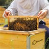 20-Pack Beehive Frames Bee Hive Frame with Waxed Foundation Sheet