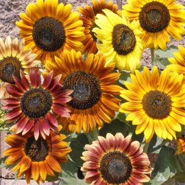 CZ GRAIN 50+ Sunflower Seeds Mix - Crazy Mix - 15+ Varieties, Easy and Fun to Grow