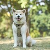 Pet Sports Harness Adjustable Dog Chest Harness Lightweight Breathable Dog