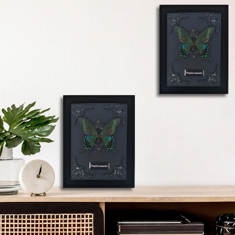 Real Framed Butterfly Taxidermy - Shadow Box, Real Framed Butterfly