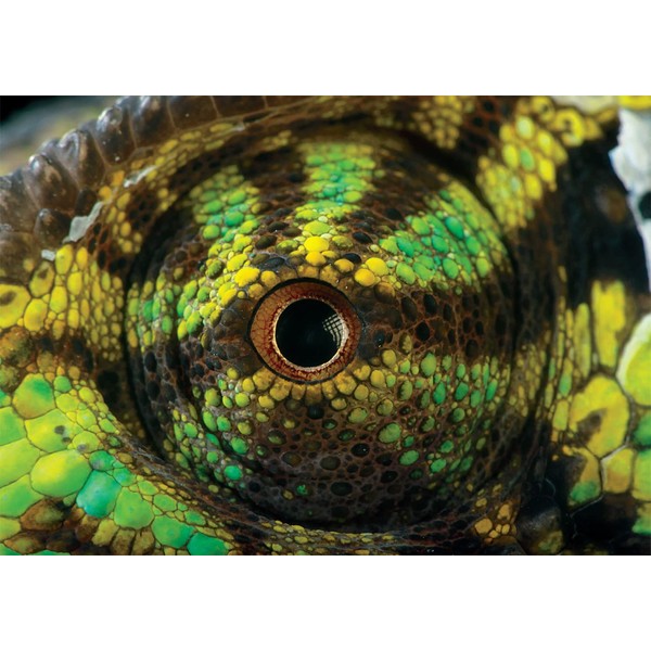 Buffalo Games - Chameleon Eye - 500 Piece Jigsaw Puzzle for Adults Challenging Puzzle Perfect for Game Nights - 500 Piece Finished Size is 21.25 x 15.00