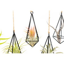 5 Pack Black Metal Pendant Hanging Planter with Assorted Medium Air Plant - Macrame Holder for Indoor Plants - Succulent Plant Hanger - Available in Wholesale and Bulk- Home and Garden Décor
