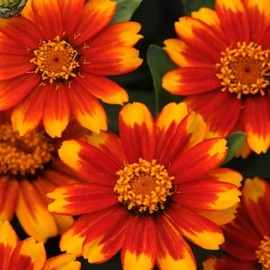 Outsidepride Zinnia Zahara Sunburst Flower Seeds - 100 Seeds