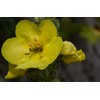 100% Dried Mullein Flowers (Verbascum thapsus) | Net Weight: 0.52oz