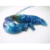 Blue Lobster Magnets for Fridge (2 pcs) Home decor/ Fine