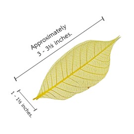 ChangThai Design Skeleton Leaves 3½" Long Yellow Dyed 100 Pieces Nature Dried Rubber Tree Leaf for Scrapbooks Photo Albums Crafts Wedding Cards Decoration Colorful Decorative Arrangements Décor Gifts