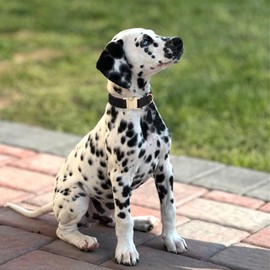 Petiry Soft Dog Collar with Safety Metal Buckle Adjustable Durable Comfort Velvet Corduroy Dogs Collar for Medium Male Dogs Neck 31-49cm,Black