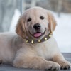 Qianruida Studded Leather Collar for Dogs, Adjustable Anti-Biting Individuality Collar,