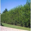 RLH 40 Austree Hybrid Willow Tree Thick Cuttings Fresh Cut
