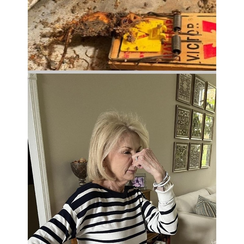 Mouse Trap Alert - No more unpleasant smells in your