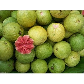 Tropical Guava Plant Seed(psidium Guajava) Fruit Tree Shrub-25 Seed-perennial !
