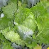 Chinese Heading Cabbage Michihli (Brassica rapa VAR. Pekinensis), Heritage Asian