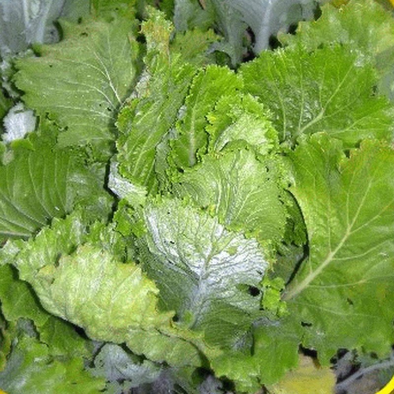 Chinese Heading Cabbage Michihli (Brassica rapa VAR. Pekinensis), Heritage Asian