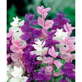 RAISE ME UP: Seeds Painted Sage Mix Clary Tricolor Salvia Annual Flowers