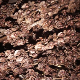 Fresh 100+ Curly Dock Seeds (Rumex Crispus)
