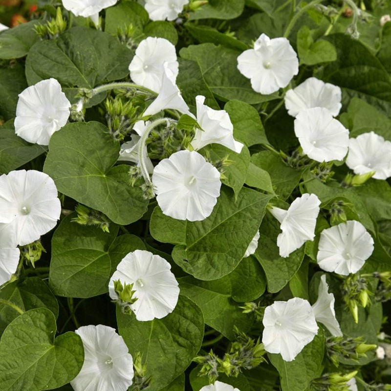 Outsidepride Annual 100 Seeds Ipomoea Alba Moonflower Vine Seeds for