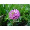 3500 Persian Clover Seeds 7 Grams Heirloom Non GMO USA