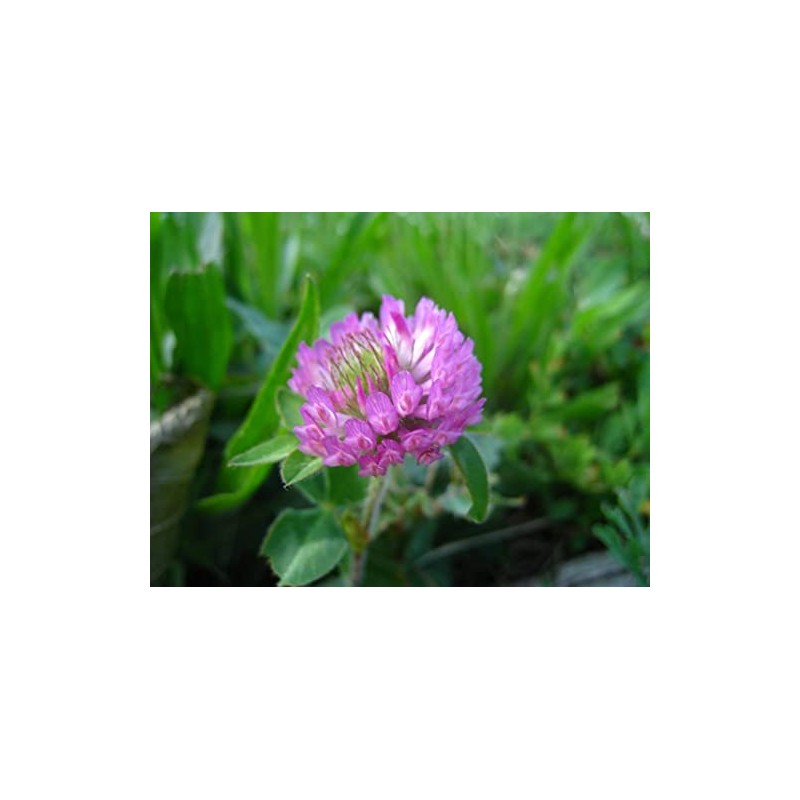 3500 Persian Clover Seeds 7 Grams Heirloom Non GMO USA