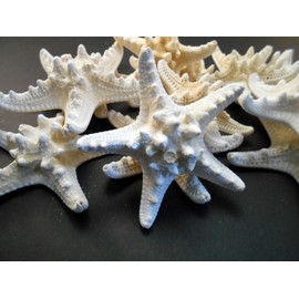 Set of 12 White Knobby Starfish for Beach Wedding Crafts and Decor 4-6" (100-150 mm) Nautical Coastal Beach Cottage Decor