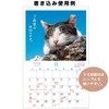 Active Corporation 2026 Calendar Wall-mounted Sunbathing Cat Chronicles 26ACL-04 2026