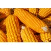 Organic Fresh Corn Cobs by RawJoy Farms