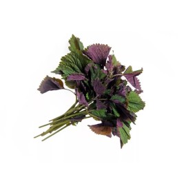 Mai's Family Viet Nam Perilla Seeds, Tía Tô, Shiso, Non-GMO, Heirloom - 2,500+