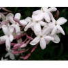 Pink Star Jasmine Five Cuttings To Start Plants *Fragrant