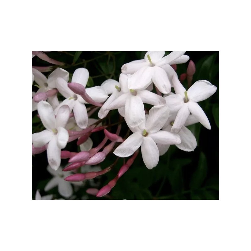 Pink Star Jasmine Five Cuttings To Start Plants *Fragrant