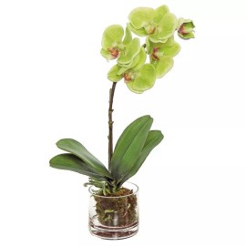 Unbranded Phalaenopsis Plant fake - Potted with glass vase - 14"